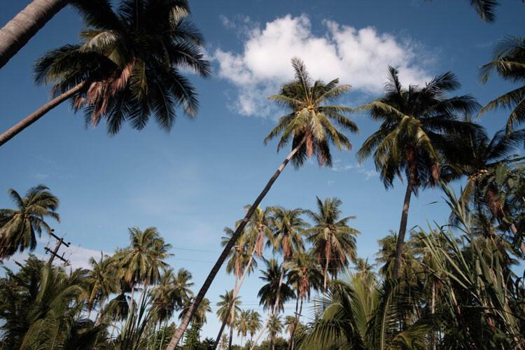 Coconut Tree Homestay Ban Wa Thon Buitenkant foto
